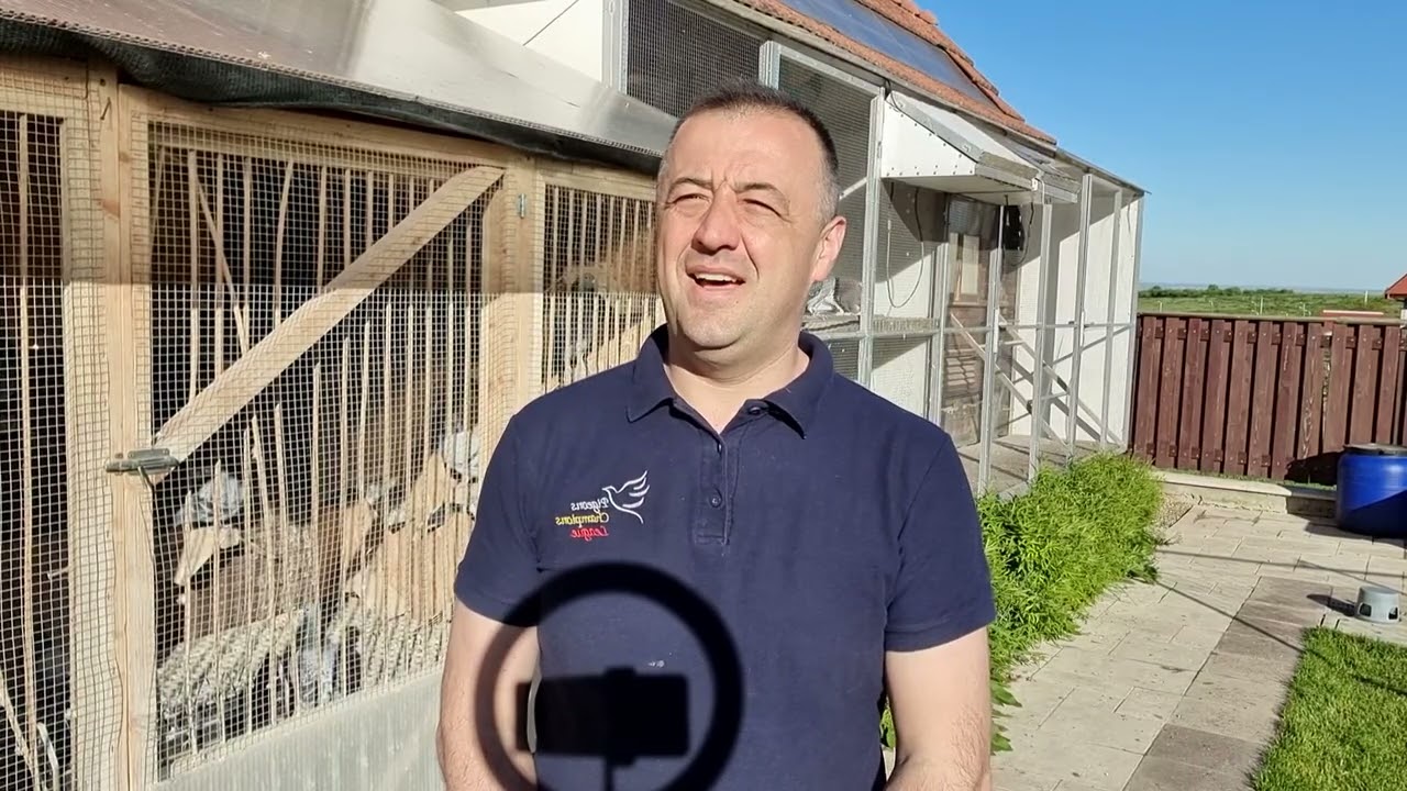 Cum pregătim porumbeii pentru etapa 2?