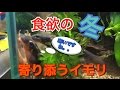 【アクアリウム】イモリ3匹に赤虫あげてみた！食欲旺盛