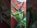 Grow Bamboo From Cuttings Bamboo Plants Cuttings