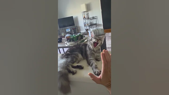 Video 11069491: maine coon kitty cat, maine coon catlover, kitty cat learning, lazy kitten, kitten playing