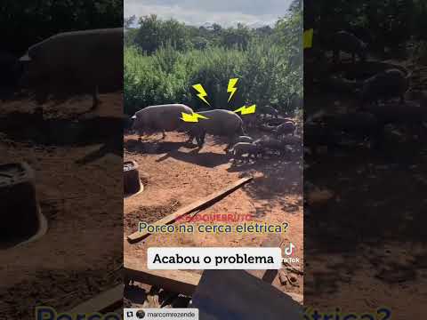 Vídeo: Os piquetes de cerca tratados encolhem?