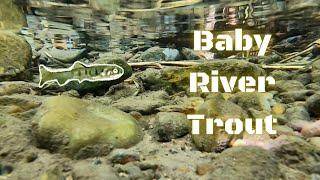 Baby Trout (Fry) Feeding in River