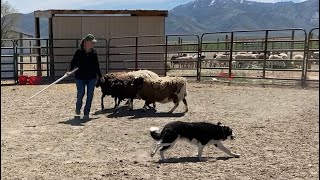 Phase Three of Round Pen Training:  Reinforcing commands, adding a few new commands.