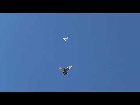 Сегодня гоняем других