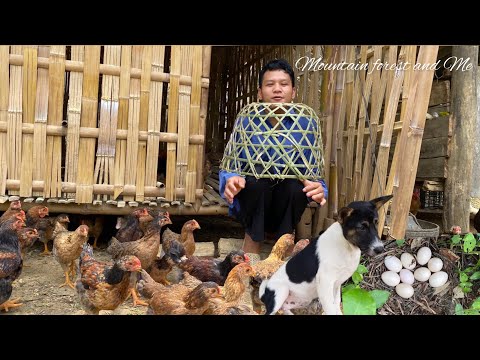 Video: Հավերի և ճտերի բույսեր. Ինչպես աճեցնել հավերը և ճտերը