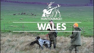 Upland Hunting in Wales | Woodcock, Pheasant and Duck Shooting - صيد الطيور البرية في بريطانيا