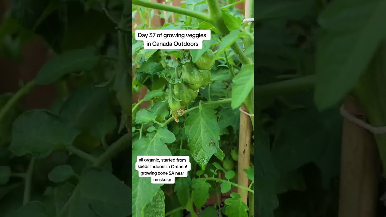 Day 37 of growing veggies in Canada Outdoors 🇨🇦 Let's take a gander!