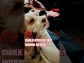 Charlie Getting Cozy