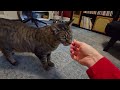 Pepe video