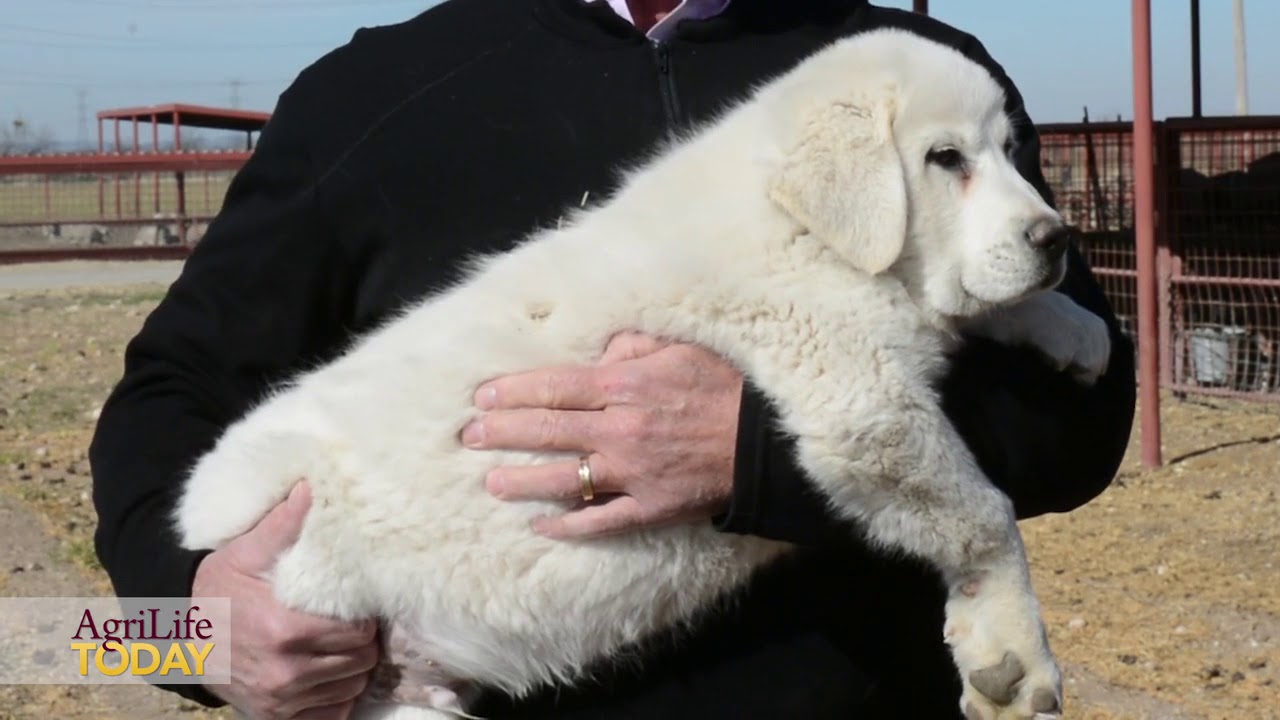 Raising a Successful Livestock Guardian Dog Workshop set March 15 in