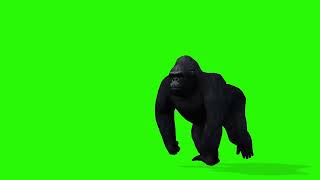 king Kong no copyright | green screen | no copyright