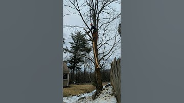 removing a storm damaged maple