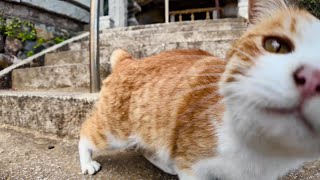 A cat rolling around on the steps of a shrine is too cute