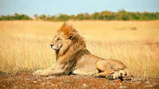 Lion sound effect/efek suara singa