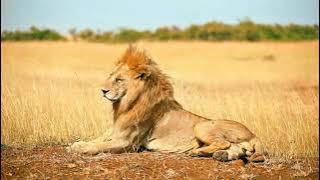 Download lagu Lion sound effect/efek suara singa