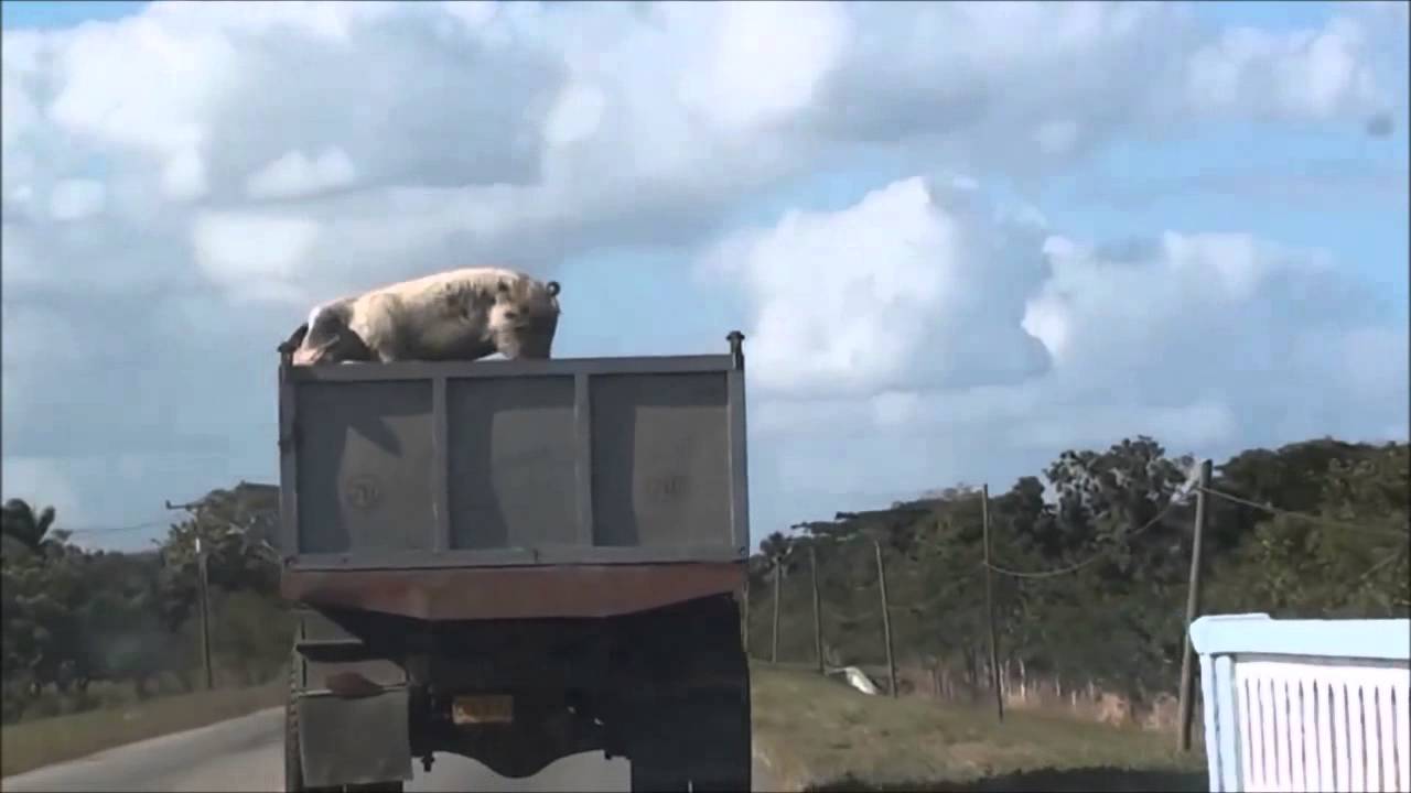 Stupid Pig Jumps Out Of Truck - YouTube