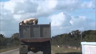 Babi Bodoh Melompat Keluar Dari Truk