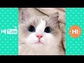 ♥かわいい犬と猫面白いことP15♥ペットかわいい動画2019