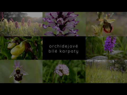 Video: Vnitřní Orchideje: Typy, Fotografie A Jména