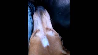 My Rat Terrier Heidi having a dream and making a "bwoop" noise