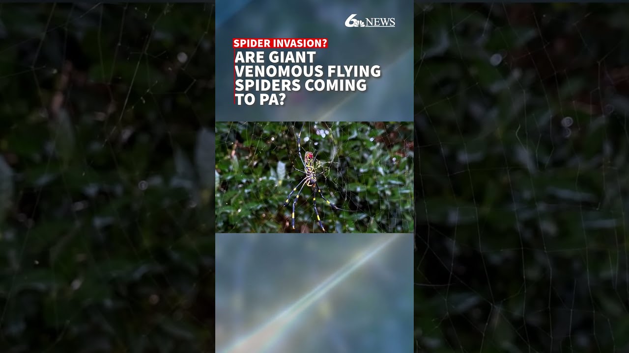 Giant venomous flying spiders spreading across East Coast. Could they come to PA?