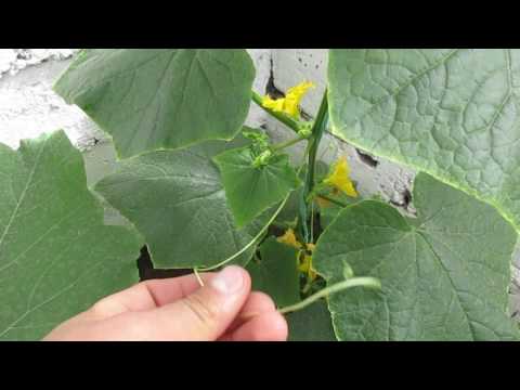 Video: ¿Está bien podar pepinos?: los entresijos de la poda de pepinos