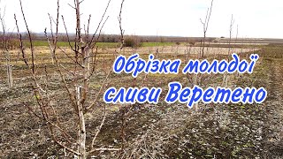 Обрізка молодої сливи. Обрізка сливи веретено. Обрізка трьохрічного саджанця сливи.