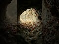 Secrets Behind Silent Architects of the Wild