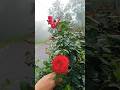 #flowers #viralvideo #nature #love ❤️