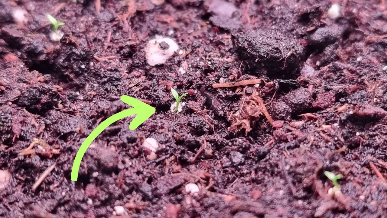 Всходы Эустомы появились, а что дальше? Уход в первый месяц за всходами ...