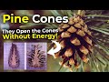 How do Pine Cones open without consuming mechanical energy? | Pine cones Unique ability!