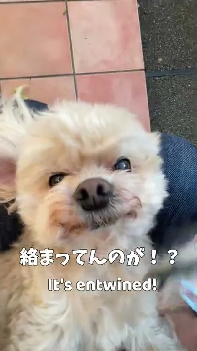 かんさいべんしゃべっｔ