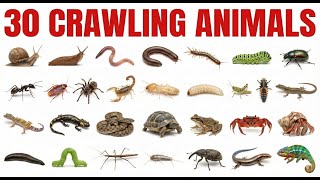 30 Names of Crawling Animals | List of Crawling Animals in English | Vocabulary for Beginners