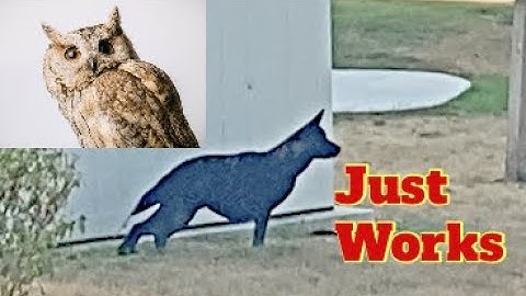 How to Keep Geese and Squirrels (MOST Animals) out of my yard