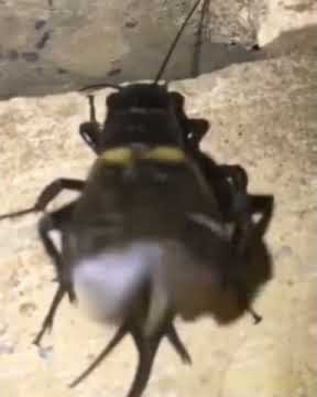 Story wa jangkrik