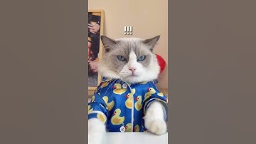 Chef Meow|Puff R.I.P. keeping up with the game! #shorts