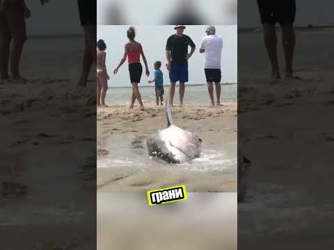 Толпа смотрела... А дети действовали! Спасение акулы! 🦈👦