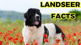 Landseer Dog - Top 10 Interesting Facts by Jungle Junction 19 views 1 month ago 9 minutes, 11 seconds