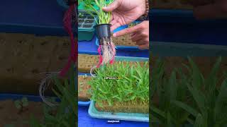 media semai Rockwool #janurinurhidayat #berkebun