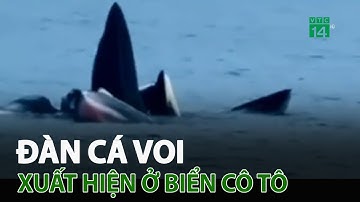 Đàn cá voi xuất hiện ở biển Cô Tô | VTC14