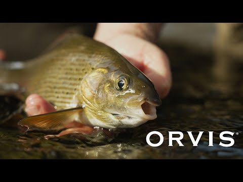 what color lens is best for fishing