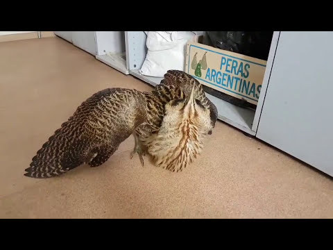 Eurasian bittern (lat. Botaurus stellaris) in temporary care.