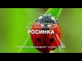 РОСИНКА (песни для малышей)