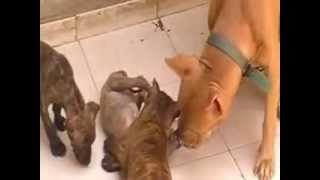 Mauser In Action - At A Very Early Age