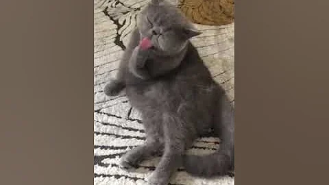 Video 2687881: exotic persian cat, persian cat cleaning, cute persian cat, cutecat adorable