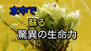 枯れた苔が水中で蘇るオオカサゴケ 神秘的な瞬間 Youtube 枯れた苔が水中で蘇るオオカサゴケ 神秘的な瞬間 Youtube