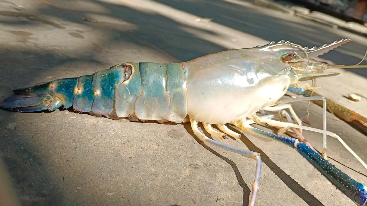 Big Green Prawns-চিংড়ি Cleaning By ExpertFish Cutter | Fish Cutting In Bangladesh
