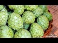 فاكهة الانون القشطة مفاجأت علمية بالدارجة المغربية ما حذرت منه بعض الدراسات العلمية Fruit Anone فاكهة الانون القشطة مفاجأت علمية بالدارجة المغربية ما حذرت منه بعض الدراسات العلمية Fruit Anone