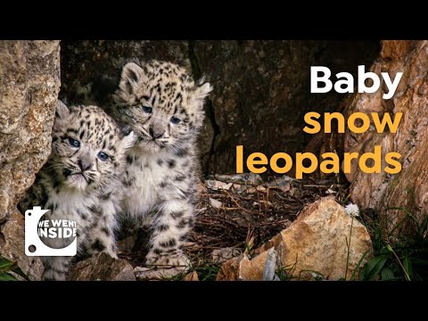 Video: Leopard cubs in natural conditions and in captivity