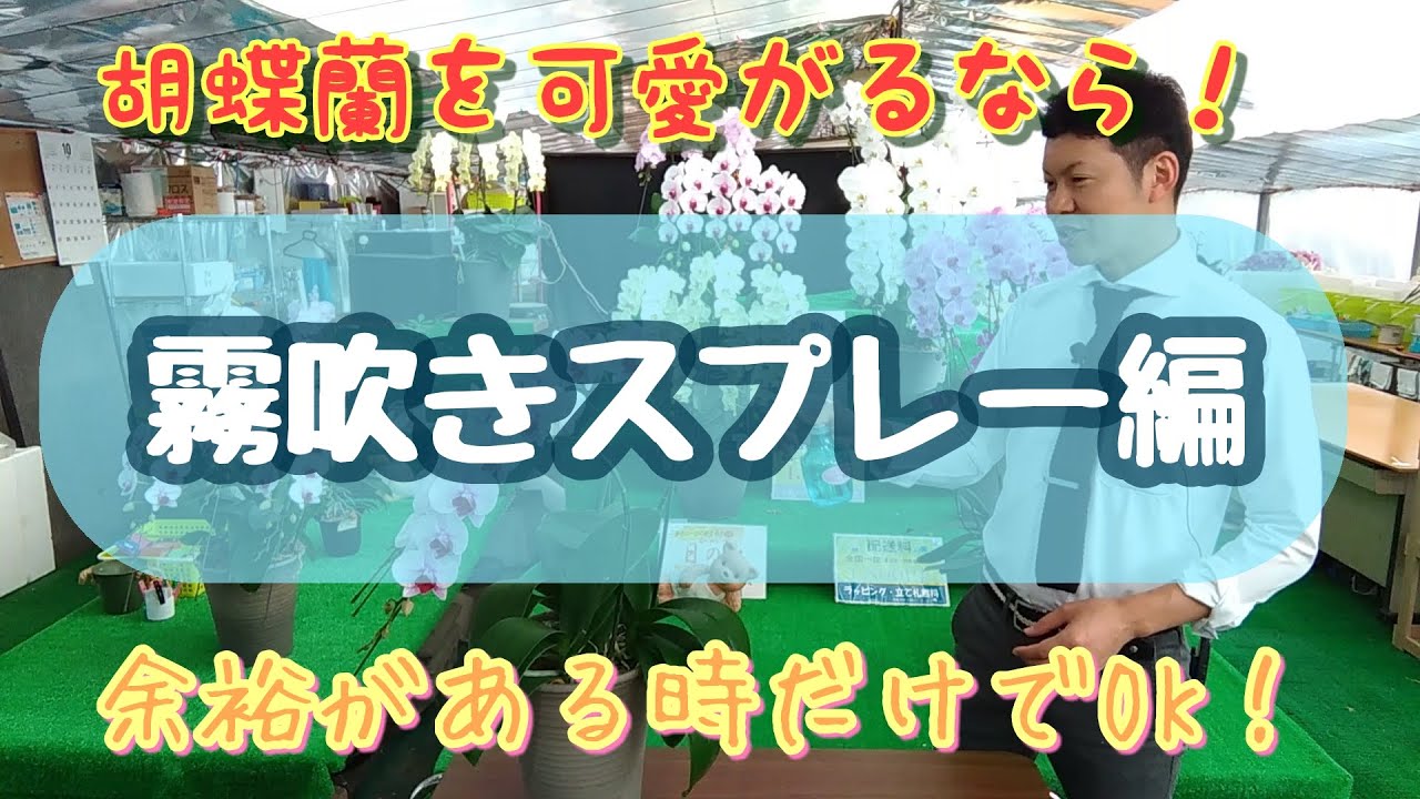 3秒でわかる 胡蝶蘭の霧吹きスプレーの与え方 ご自宅 オフィスでできる胡蝶蘭の育て方 管理方法 の 霧吹きスプレー編 です クマサキ洋ラン農園 Http Www Rannohana Com Youtube